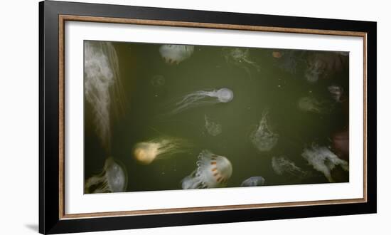 Medusae-Geoffrey Ansel Agrons-Framed Photographic Print