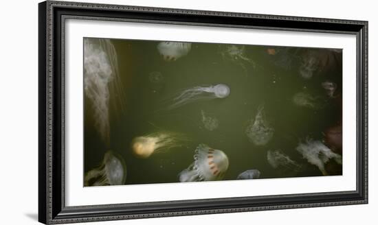 Medusae-Geoffrey Ansel Agrons-Framed Photographic Print