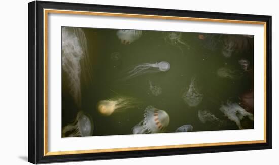 Medusae-Geoffrey Ansel Agrons-Framed Photographic Print