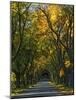 Meems Bottom Covered Bridge, Shenandoah County, Virginia, USA-Charles Gurche-Mounted Photographic Print