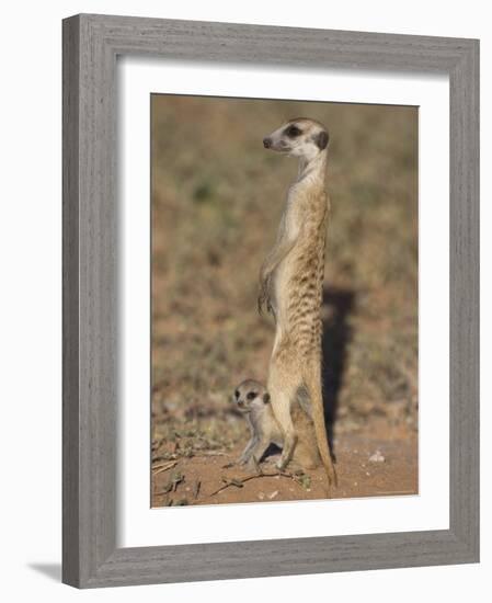 Meerka (Suricata Suricatta) with Young, Kgalagadi Transfrontier Park, South Africa, Africa-Ann & Steve Toon-Framed Photographic Print