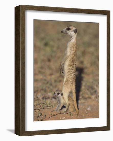 Meerka (Suricata Suricatta) with Young, Kgalagadi Transfrontier Park, South Africa, Africa-Ann & Steve Toon-Framed Photographic Print