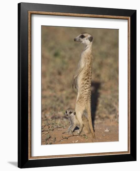 Meerka (Suricata Suricatta) with Young, Kgalagadi Transfrontier Park, South Africa, Africa-Ann & Steve Toon-Framed Photographic Print