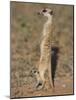 Meerka (Suricata Suricatta) with Young, Kgalagadi Transfrontier Park, South Africa, Africa-Ann & Steve Toon-Mounted Photographic Print