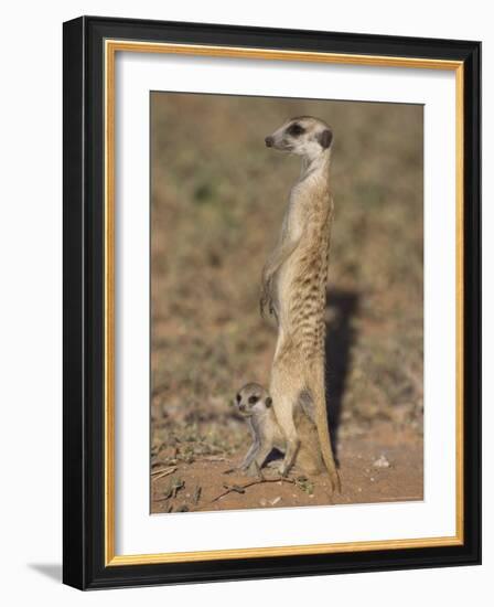 Meerka (Suricata Suricatta) with Young, Kgalagadi Transfrontier Park, South Africa, Africa-Ann & Steve Toon-Framed Photographic Print