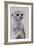 Meerkat 1, 2009-Odile Kidd-Framed Giclee Print