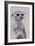 Meerkat 1, 2009-Odile Kidd-Framed Giclee Print