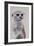 Meerkat 1, 2009-Odile Kidd-Framed Giclee Print