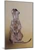 Meerkat 3, 2010-Odile Kidd-Mounted Giclee Print