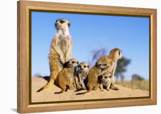 Meerkat Adult Babysitters and Young-null-Framed Premier Image Canvas