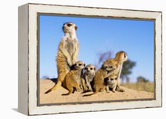 Meerkat Adult Babysitters and Young-null-Framed Premier Image Canvas