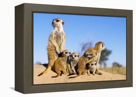 Meerkat Adult Babysitters and Young-null-Framed Premier Image Canvas