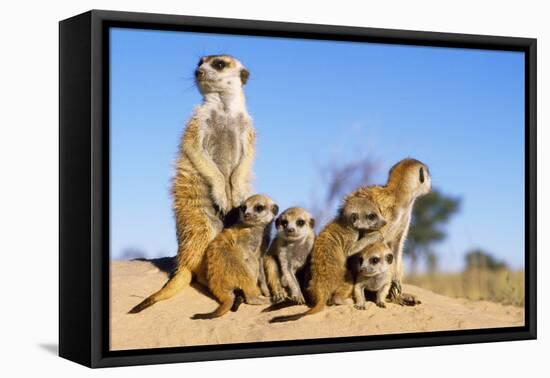 Meerkat Adult Babysitters and Young-null-Framed Premier Image Canvas