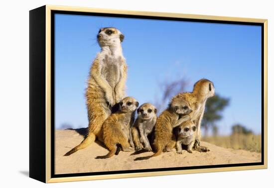 Meerkat Adult Babysitters and Young-null-Framed Premier Image Canvas
