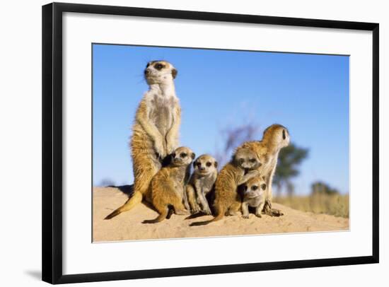 Meerkat Adult Babysitters and Young-null-Framed Photographic Print