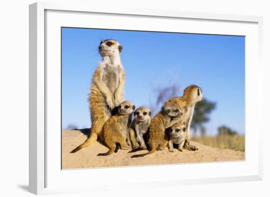 Meerkat Adult Babysitters and Young-null-Framed Photographic Print