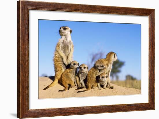 Meerkat Adult Babysitters and Young-null-Framed Photographic Print