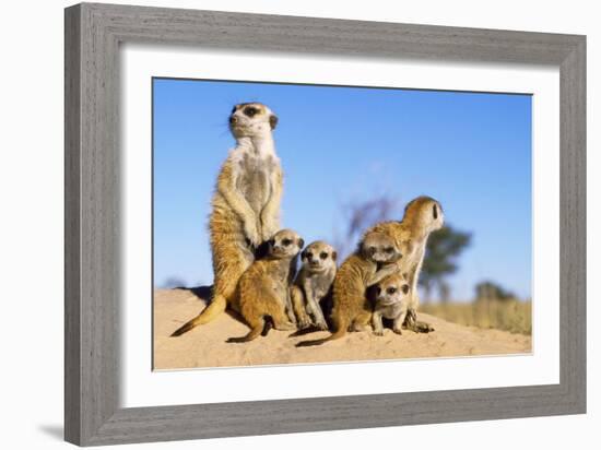 Meerkat Adult Babysitters and Young-null-Framed Photographic Print