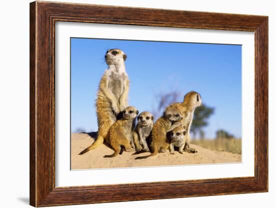 Meerkat Adult Babysitters and Young--Framed Photographic Print