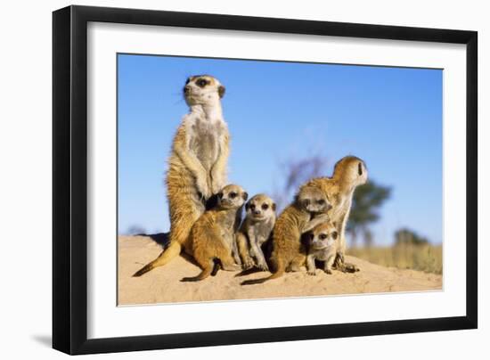 Meerkat Adult Babysitters and Young-null-Framed Photographic Print