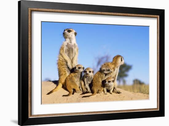 Meerkat Adult Babysitters and Young-null-Framed Photographic Print