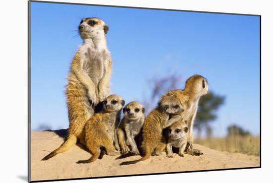 Meerkat Adult Babysitters and Young-null-Mounted Photographic Print