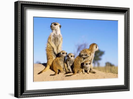 Meerkat Adult Babysitters and Young-null-Framed Photographic Print