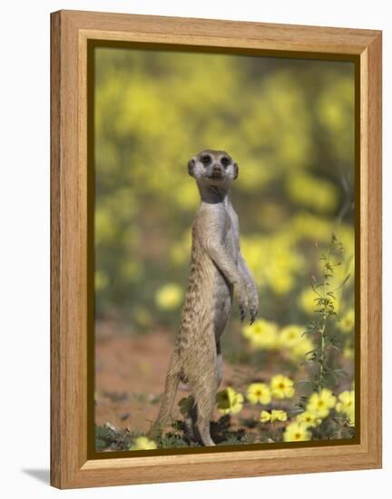 Meerkat, Among Devil's Thorn Flowers, Kgalagadi Transfrontier Park, Northern Cape, South Africa-Toon Ann & Steve-Framed Premier Image Canvas