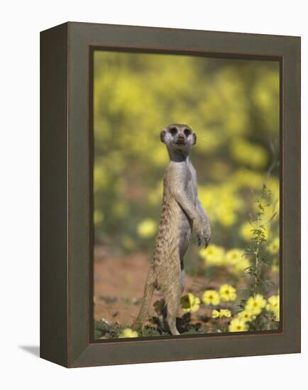 Meerkat, Among Devil's Thorn Flowers, Kgalagadi Transfrontier Park, Northern Cape, South Africa-Toon Ann & Steve-Framed Premier Image Canvas