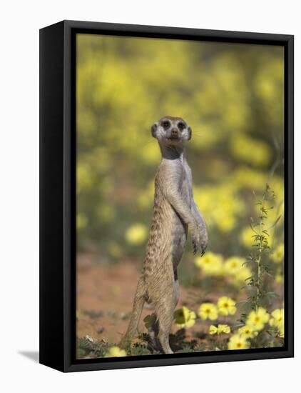 Meerkat, Among Devil's Thorn Flowers, Kgalagadi Transfrontier Park, Northern Cape, South Africa-Toon Ann & Steve-Framed Premier Image Canvas