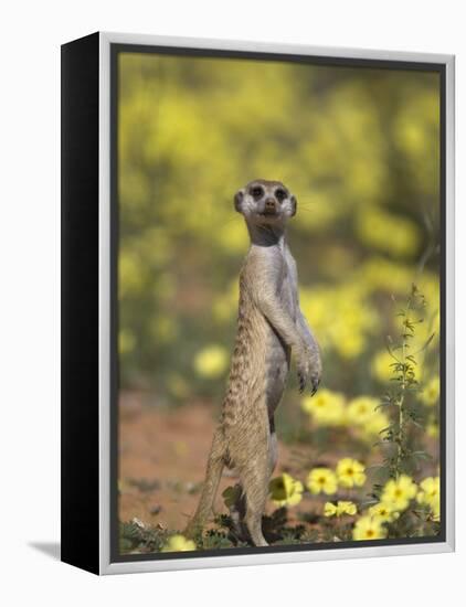 Meerkat, Among Devil's Thorn Flowers, Kgalagadi Transfrontier Park, Northern Cape, South Africa-Toon Ann & Steve-Framed Premier Image Canvas