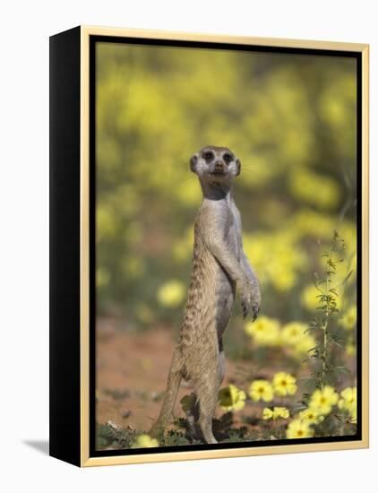 Meerkat, Among Devil's Thorn Flowers, Kgalagadi Transfrontier Park, Northern Cape, South Africa-Toon Ann & Steve-Framed Premier Image Canvas