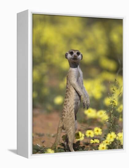 Meerkat, Among Devil's Thorn Flowers, Kgalagadi Transfrontier Park, Northern Cape, South Africa-Toon Ann & Steve-Framed Premier Image Canvas