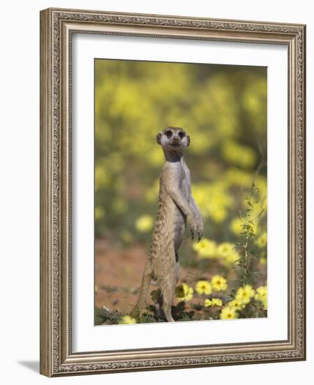 Meerkat, Among Devil's Thorn Flowers, Kgalagadi Transfrontier Park, Northern Cape, South Africa-Toon Ann & Steve-Framed Photographic Print
