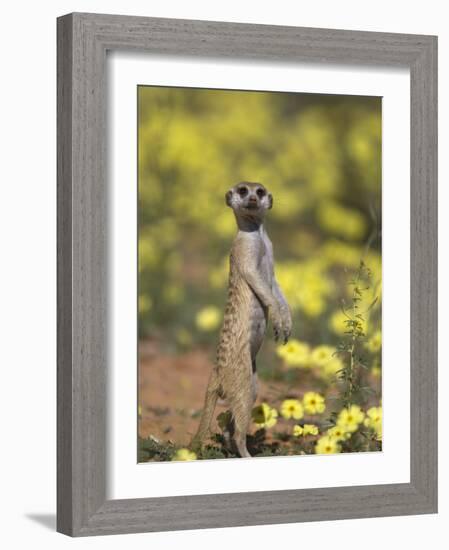 Meerkat, Among Devil's Thorn Flowers, Kgalagadi Transfrontier Park, Northern Cape, South Africa-Toon Ann & Steve-Framed Photographic Print