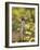 Meerkat, Among Devil's Thorn Flowers, Kgalagadi Transfrontier Park, Northern Cape, South Africa-Toon Ann & Steve-Framed Photographic Print