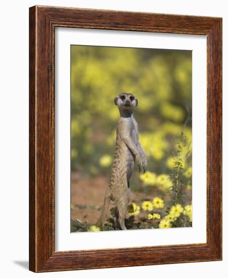 Meerkat, Among Devil's Thorn Flowers, Kgalagadi Transfrontier Park, Northern Cape, South Africa-Toon Ann & Steve-Framed Photographic Print