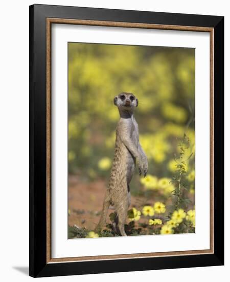 Meerkat, Among Devil's Thorn Flowers, Kgalagadi Transfrontier Park, Northern Cape, South Africa-Toon Ann & Steve-Framed Photographic Print