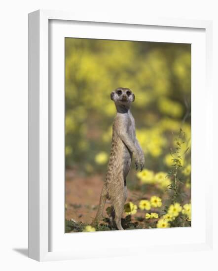 Meerkat, Among Devil's Thorn Flowers, Kgalagadi Transfrontier Park, Northern Cape, South Africa-Toon Ann & Steve-Framed Photographic Print