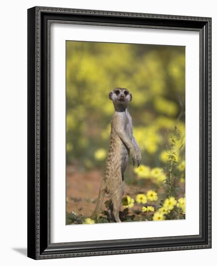 Meerkat, Among Devil's Thorn Flowers, Kgalagadi Transfrontier Park, Northern Cape, South Africa-Toon Ann & Steve-Framed Photographic Print