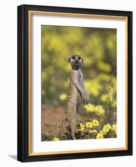 Meerkat, Among Devil's Thorn Flowers, Kgalagadi Transfrontier Park, Northern Cape, South Africa-Toon Ann & Steve-Framed Photographic Print