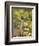 Meerkat, Among Devil's Thorn Flowers, Kgalagadi Transfrontier Park, Northern Cape, South Africa-Toon Ann & Steve-Framed Premium Photographic Print