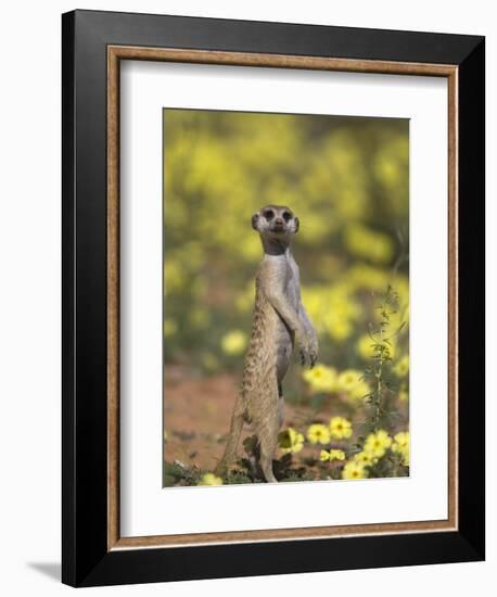 Meerkat, Among Devil's Thorn Flowers, Kgalagadi Transfrontier Park, Northern Cape, South Africa-Toon Ann & Steve-Framed Premium Photographic Print