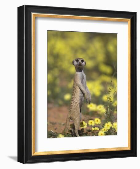 Meerkat, Among Devil's Thorn Flowers, Kgalagadi Transfrontier Park, Northern Cape, South Africa-Toon Ann & Steve-Framed Photographic Print