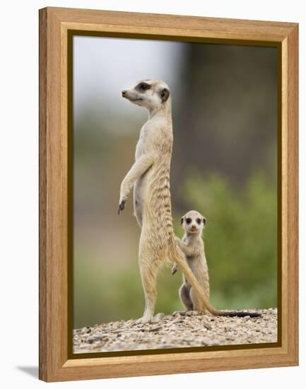 Meerkat and Pup, Namibia-Paul Souders-Framed Premier Image Canvas