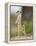 Meerkat and Pup, Namibia-Paul Souders-Framed Premier Image Canvas