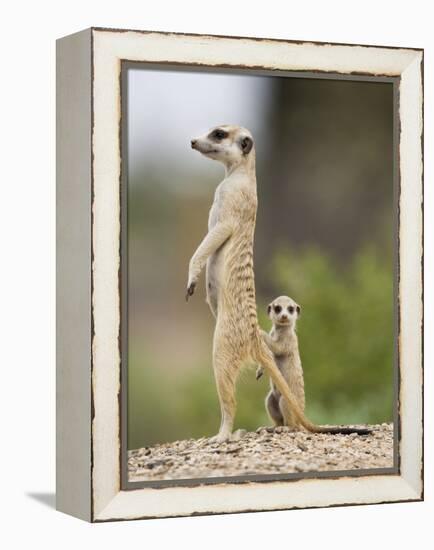 Meerkat and Pup, Namibia-Paul Souders-Framed Premier Image Canvas