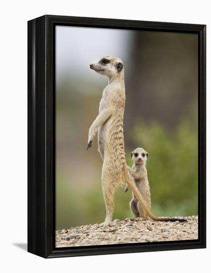 Meerkat and Pup, Namibia-Paul Souders-Framed Premier Image Canvas