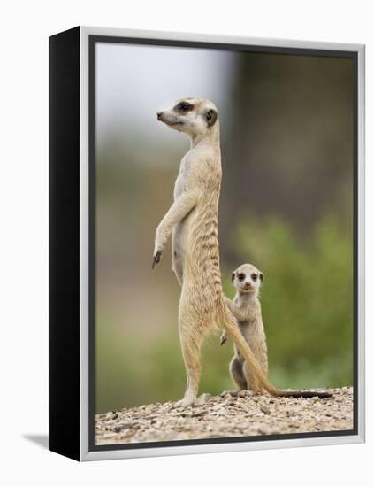 Meerkat and Pup, Namibia-Paul Souders-Framed Premier Image Canvas