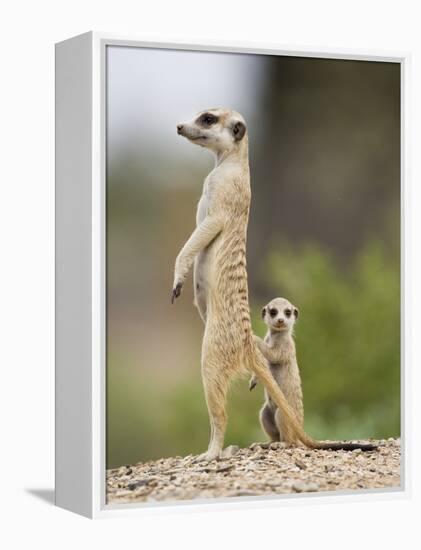 Meerkat and Pup, Namibia-Paul Souders-Framed Premier Image Canvas